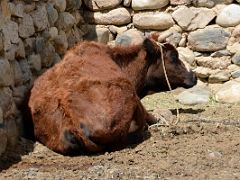 25 Cow Resting In A Rock Enclosure In Yilik Village On The Way To K2 China Trek